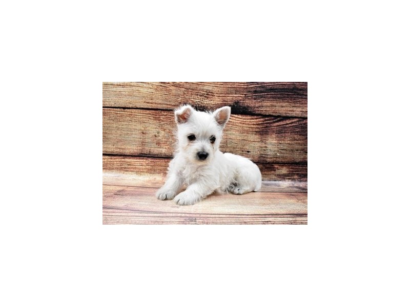 West Highland White Terrier-Female-White-2957394-Animal Kingdom | Puppies N Love