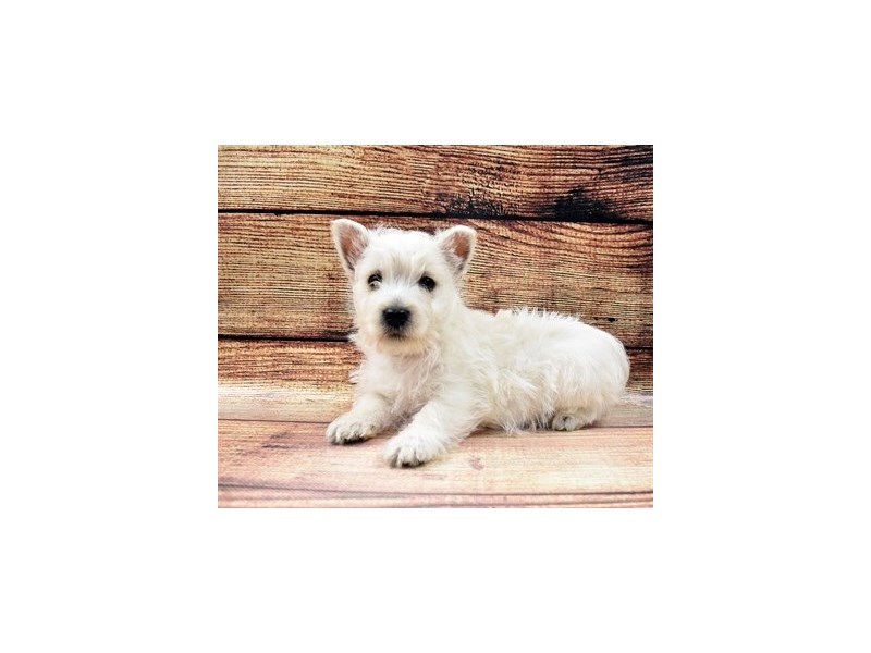 West Highland White Terrier-Male-White-2957395-Animal Kingdom | Puppies N Love