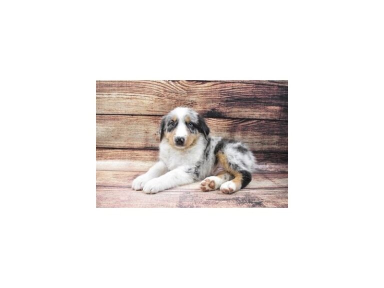 Australian Shepherd