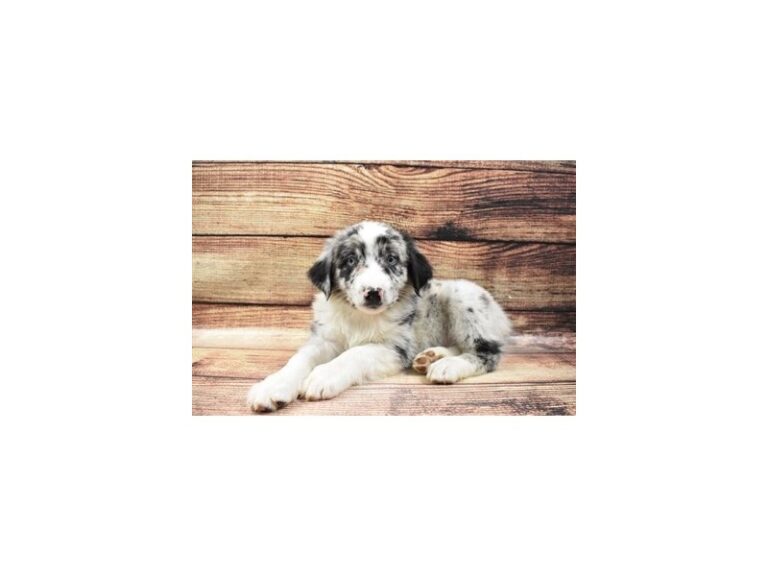 Australian Shepherd