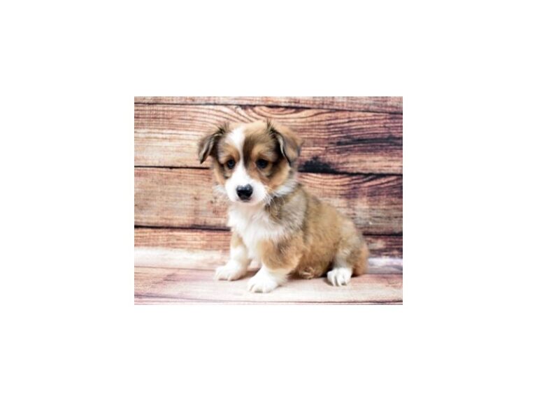 Pembroke Welsh Corgi