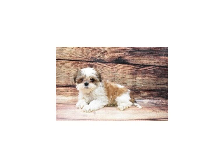 Shih Tzu