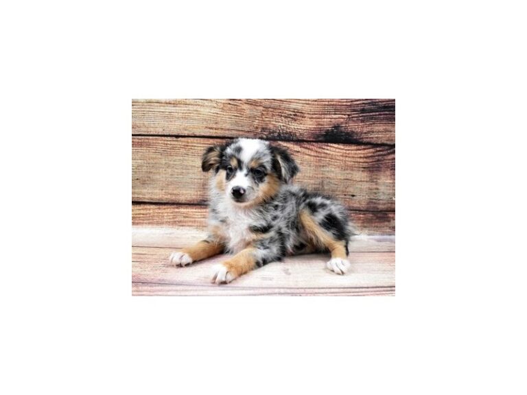 Mini Aussie