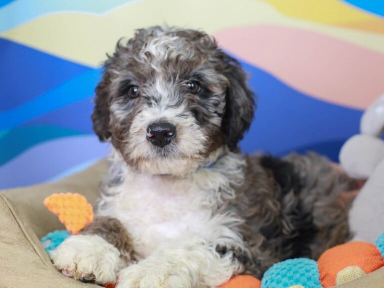 Aussiedoodle