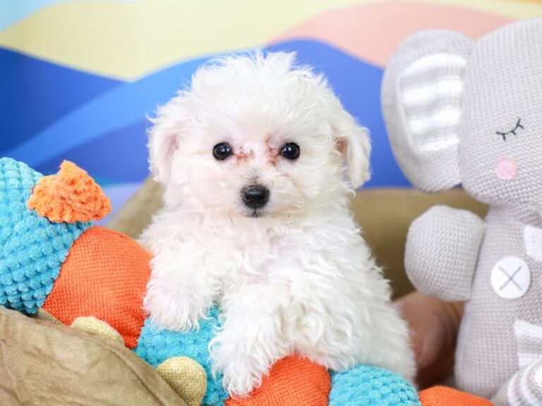 Bichon Frise