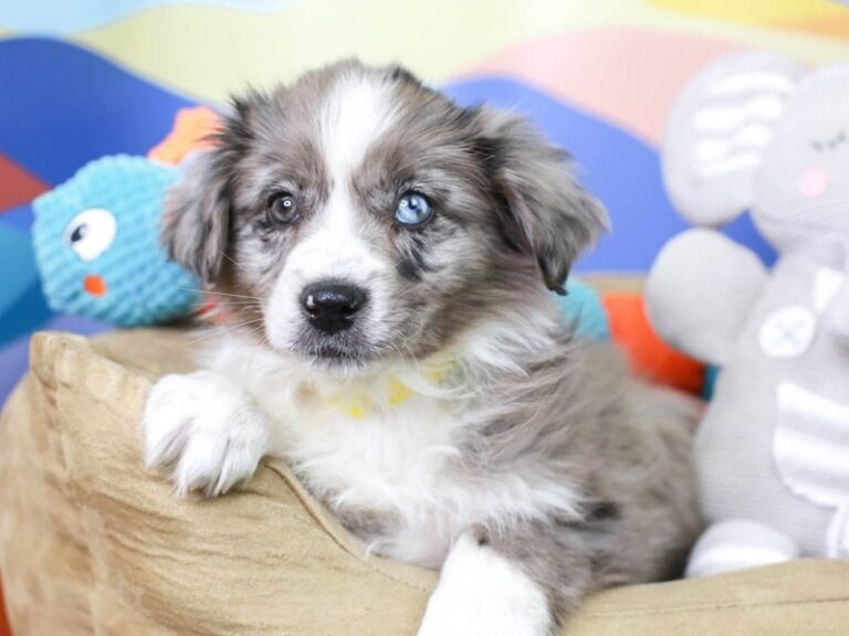 Mini Aussie