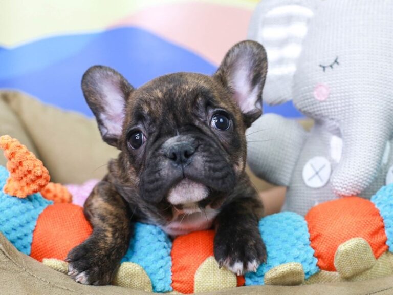 French Bulldog