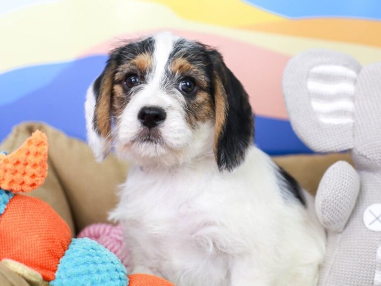 Beagle Poo