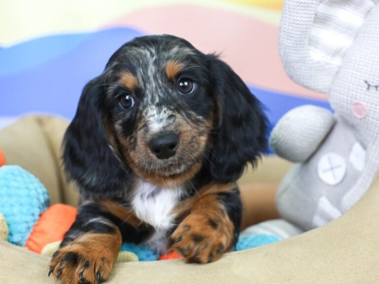 Dachshund