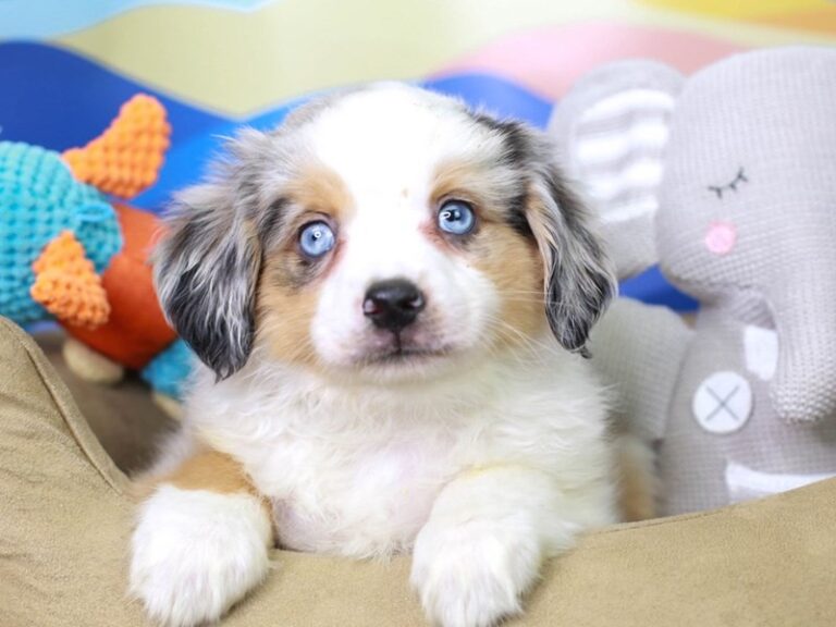 Mini Aussie