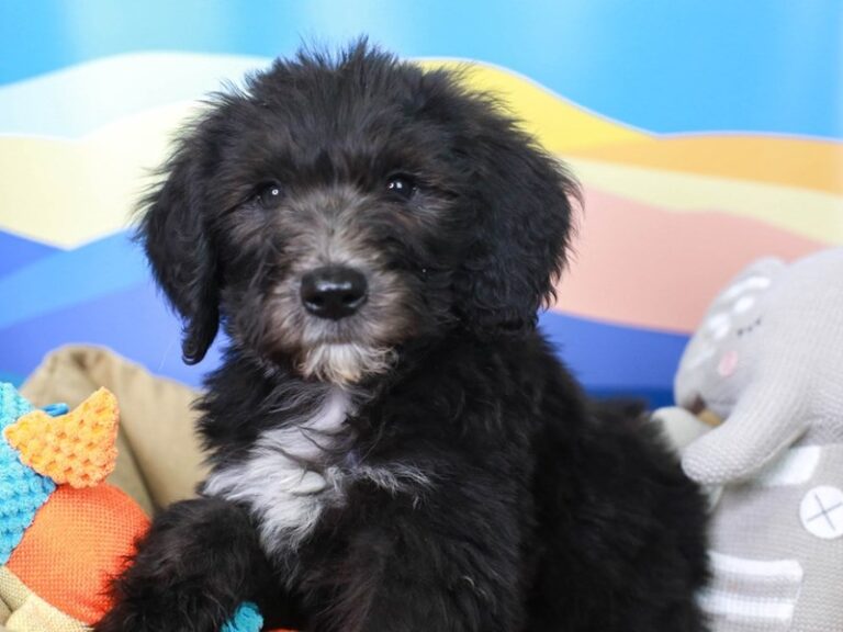 Sheepadoodle