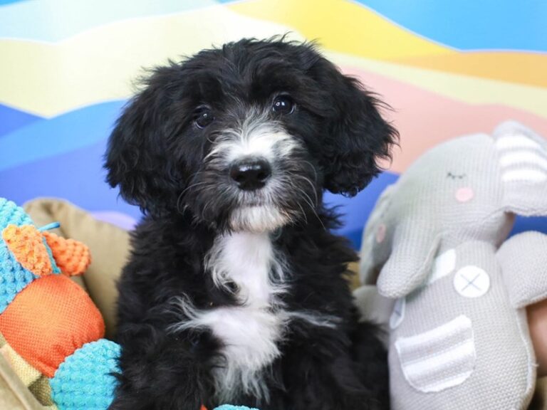 Sheepadoodle