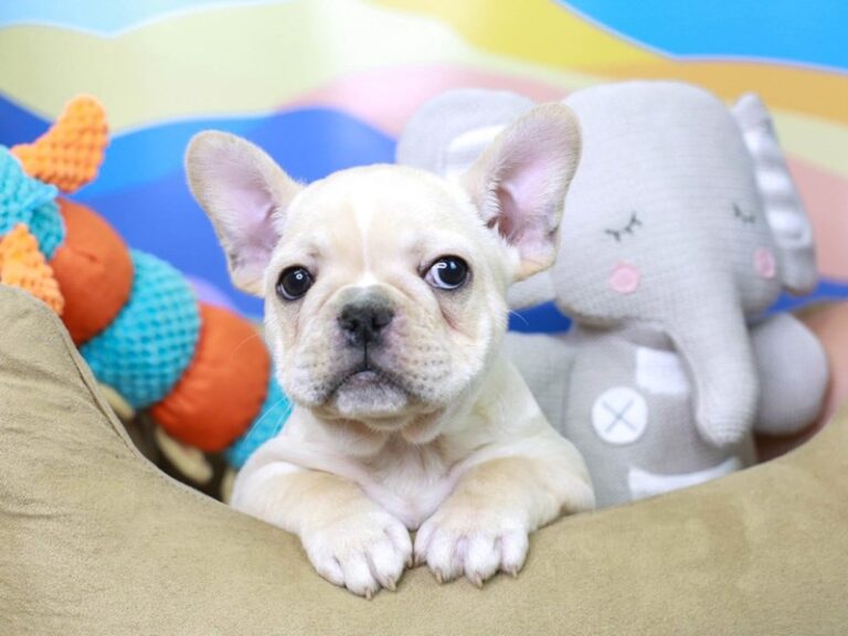 French Bulldog