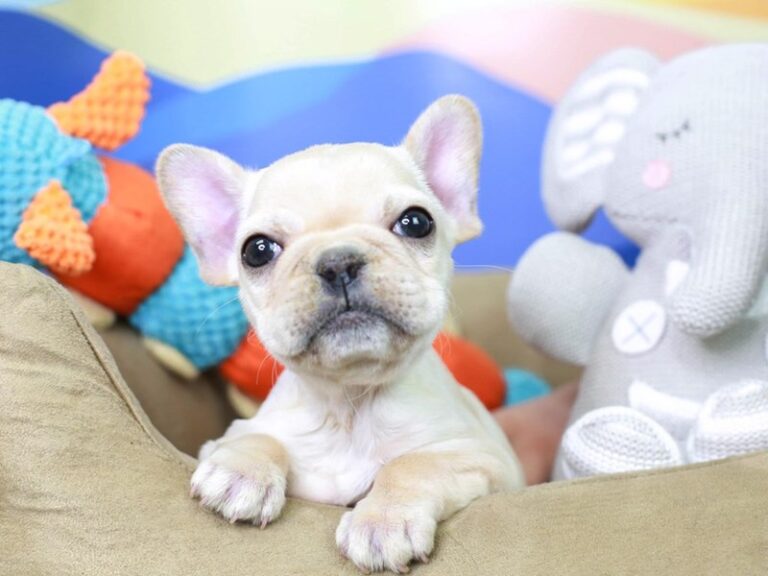 French Bulldog