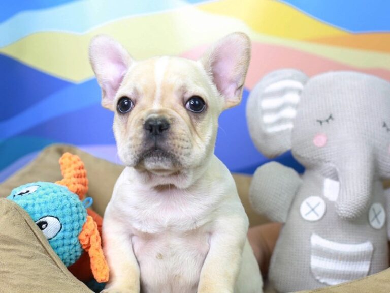 French Bulldog