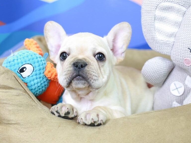 French Bulldog