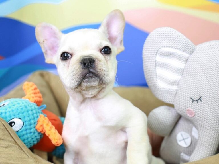 French Bulldog