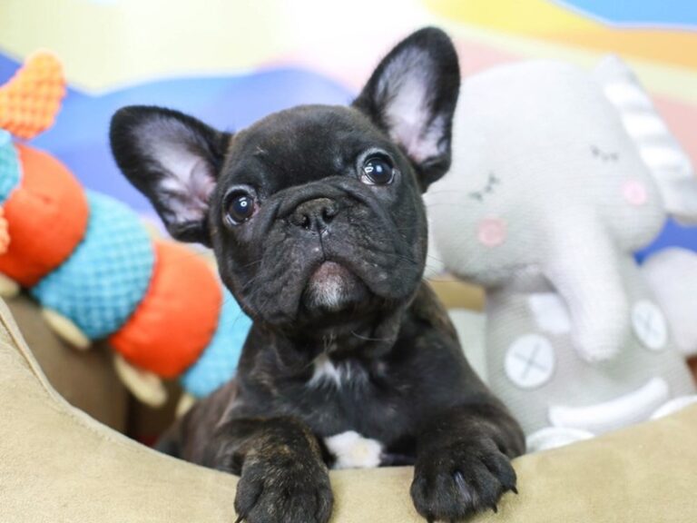 French Bulldog