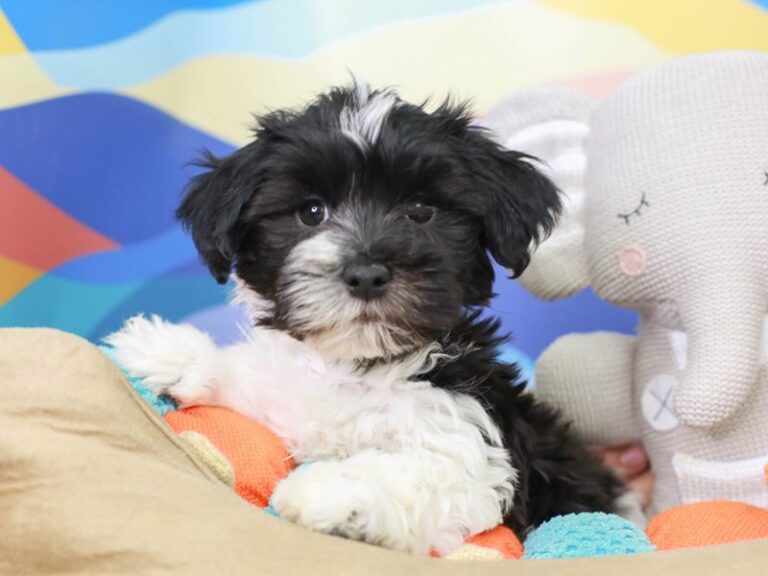 Havanese