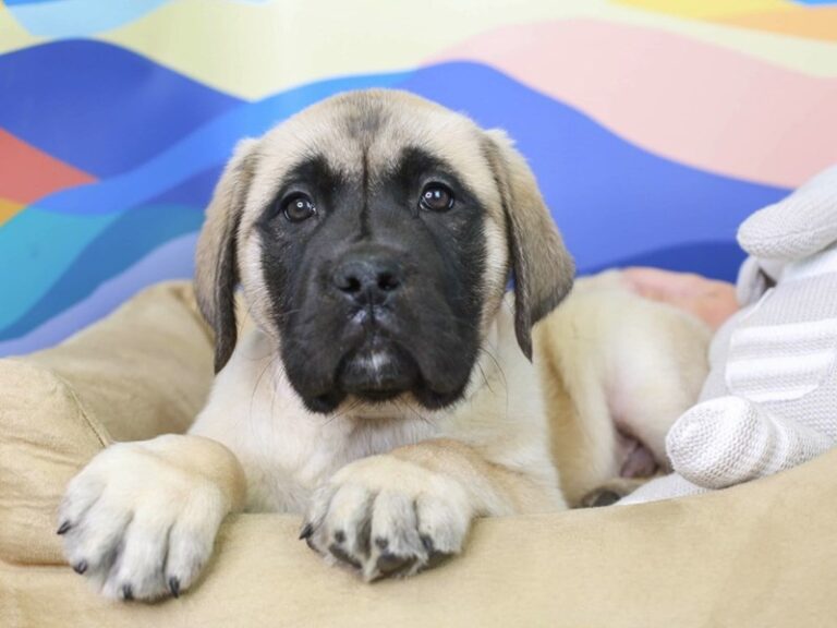 English Mastiff