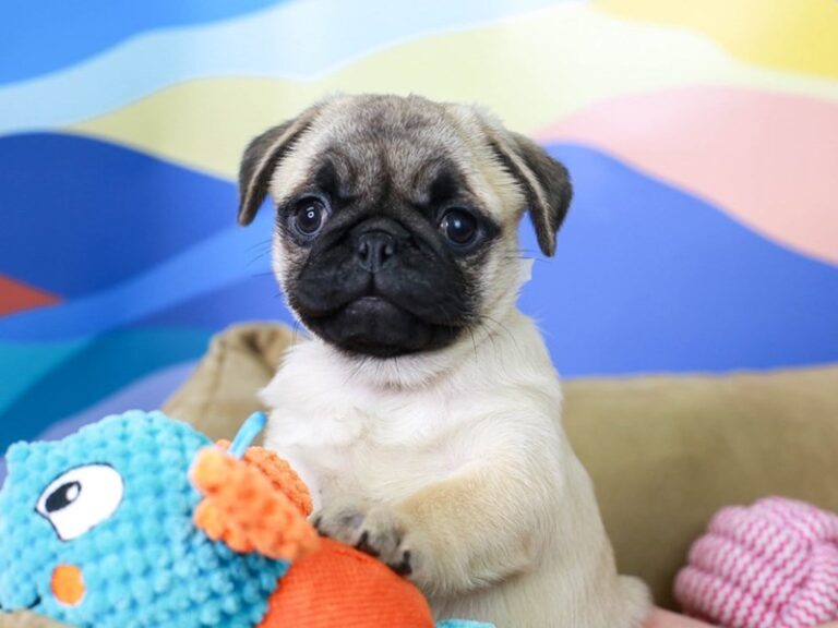 Pug