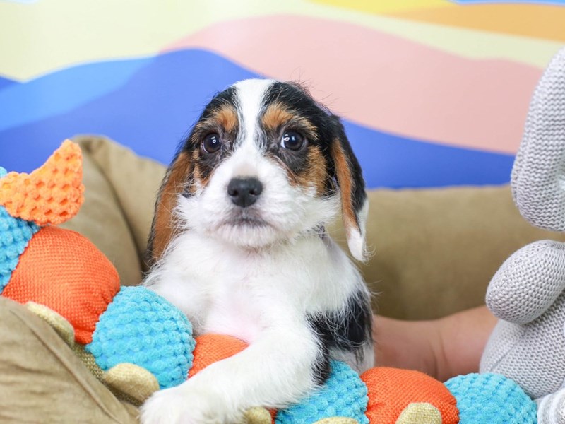 Beagle Poo-Male--2957000-Animal Kingdom | Puppies N Love