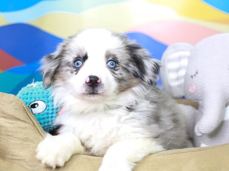 Mini Aussie