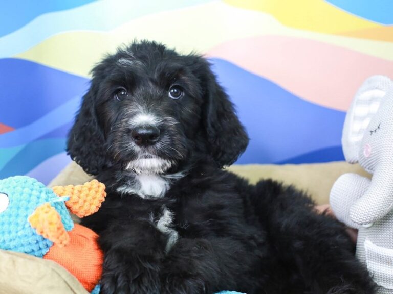 Sheepadoodle