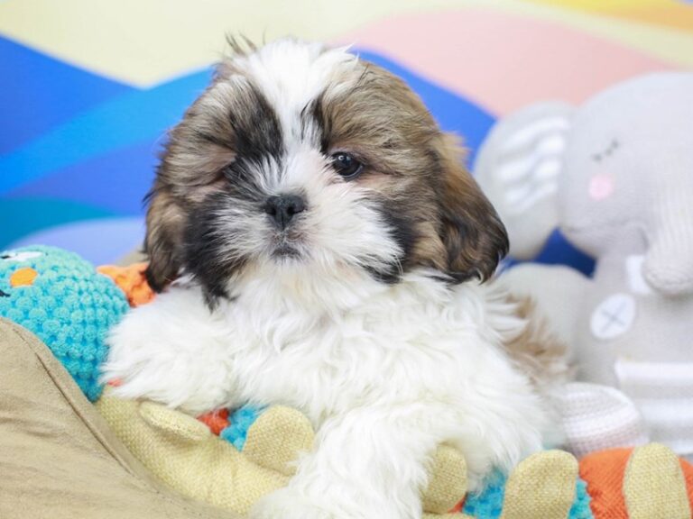 Shih Tzu