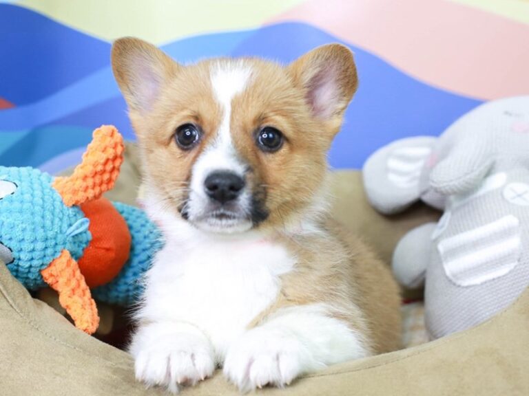 American Corgi