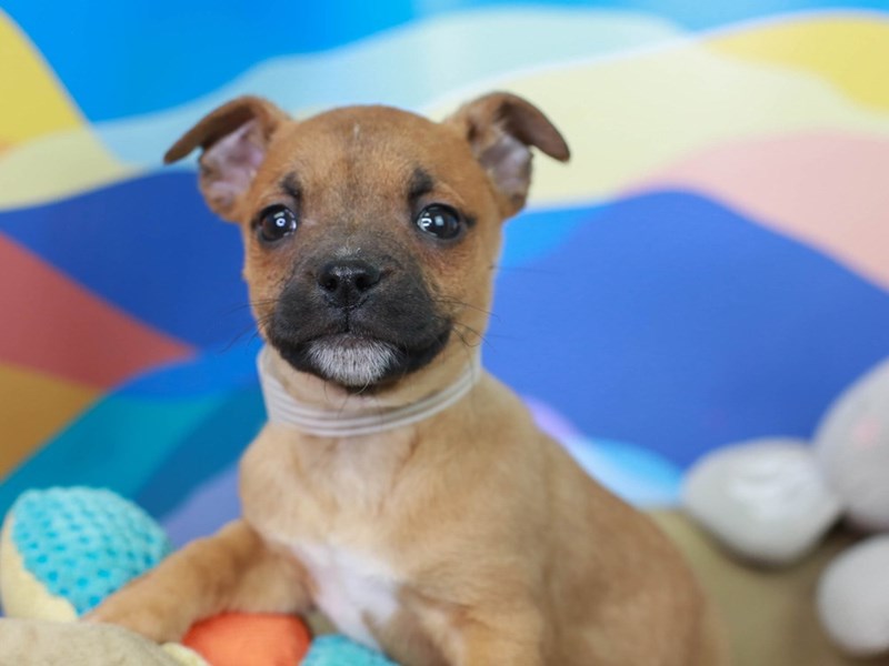 Bospin-Male--2958209-Animal Kingdom | Puppies N Love