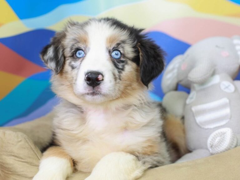 Australian Shepherd