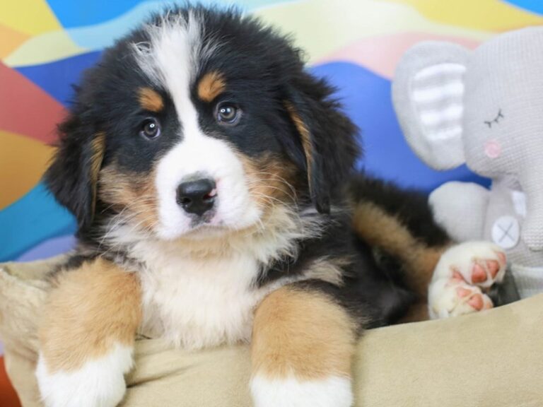 Bernese Mountain Dog
