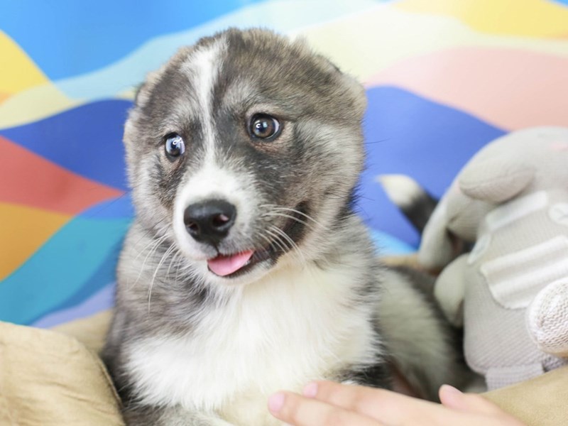 Samusky-Male--2958271-Animal Kingdom | Puppies N Love