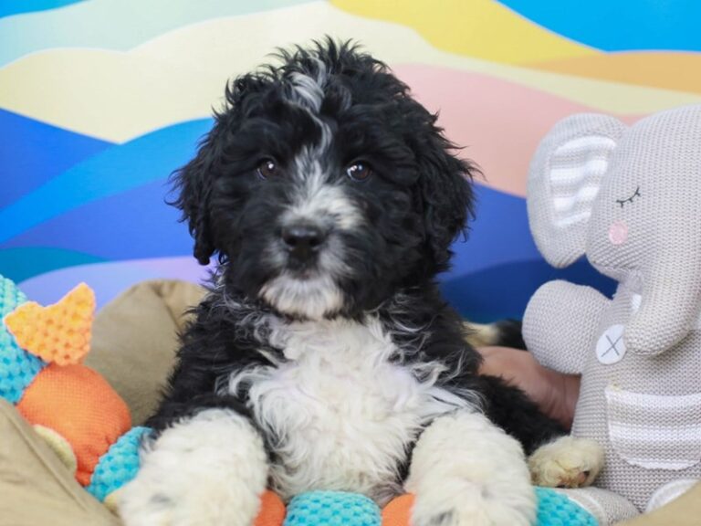 Aussiedoodle