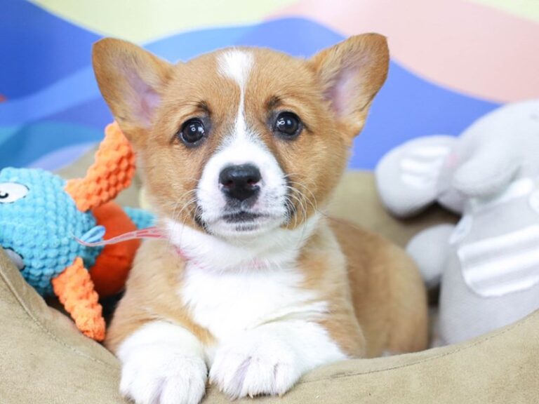 American Corgi