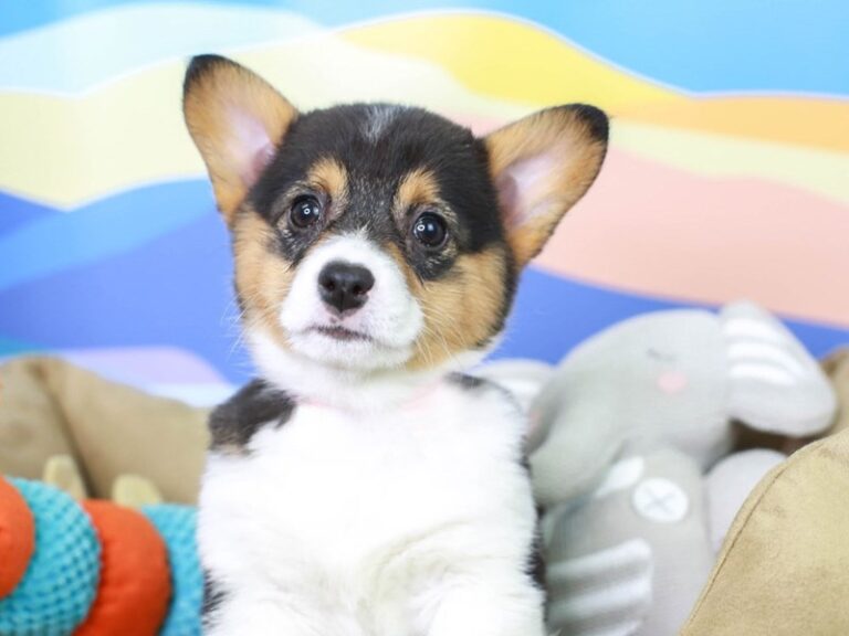 American Corgi