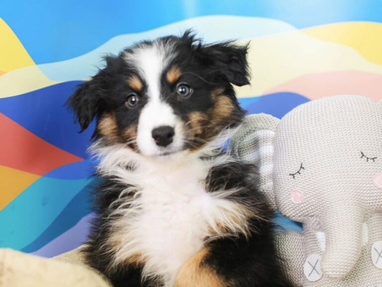 Australian Shepherd
