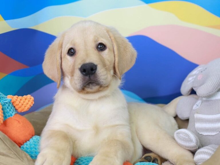 Labrador Retriever