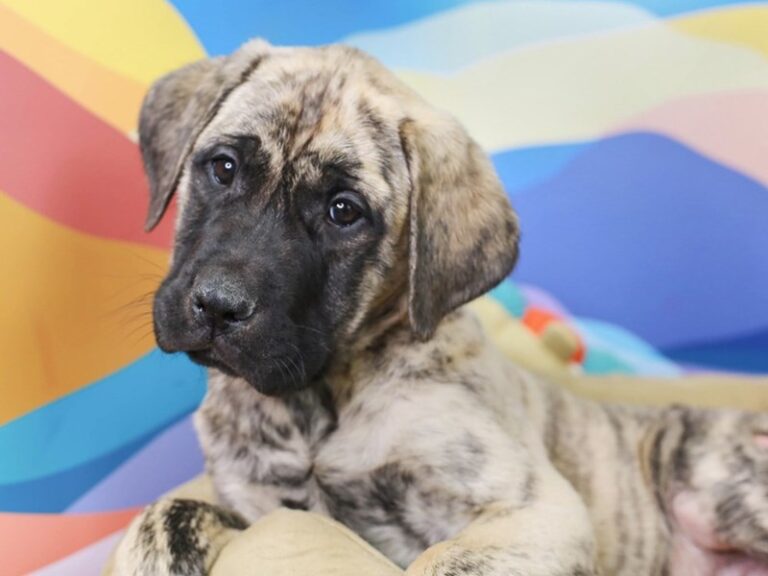English Mastiff