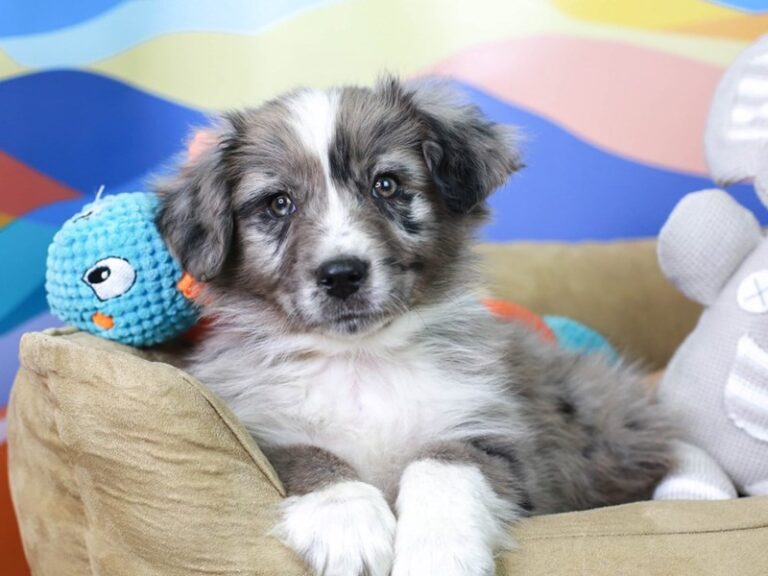 Mini Aussie