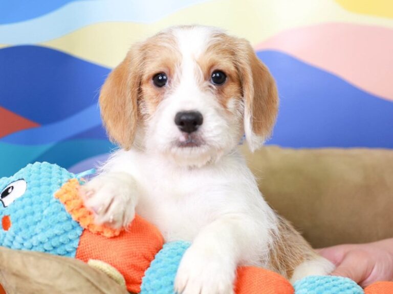 Beagle Poo
