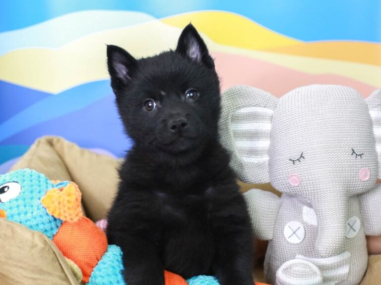 Schipperke