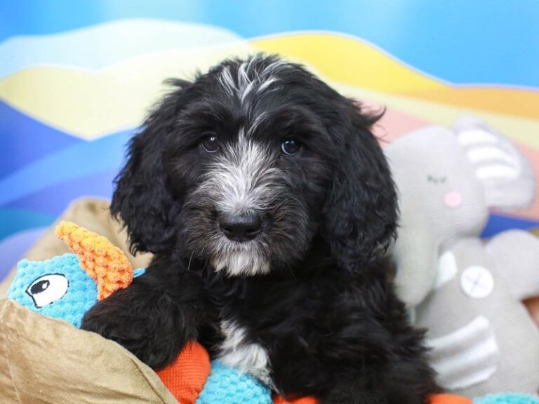 Sheepadoodle