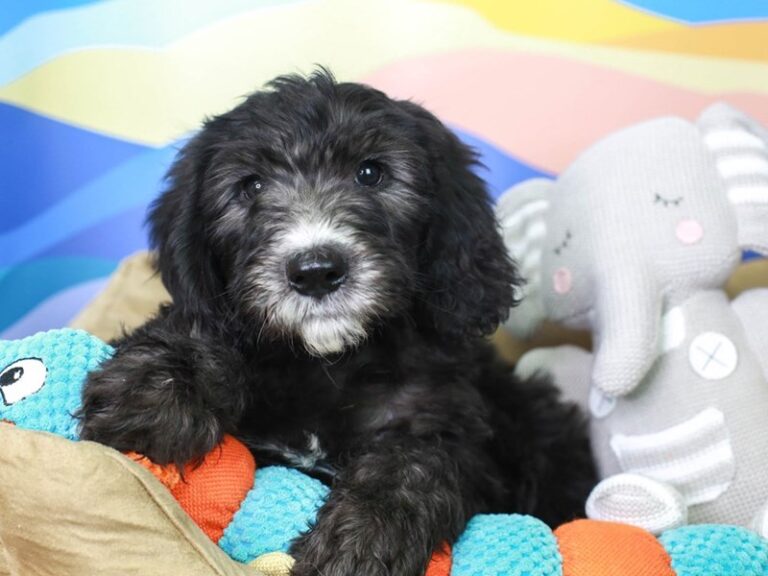 Sheepadoodle