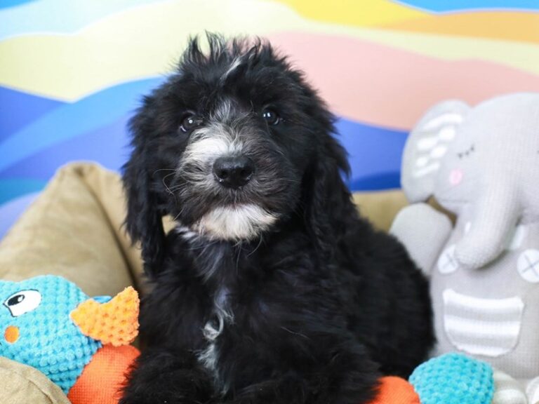 Sheepadoodle