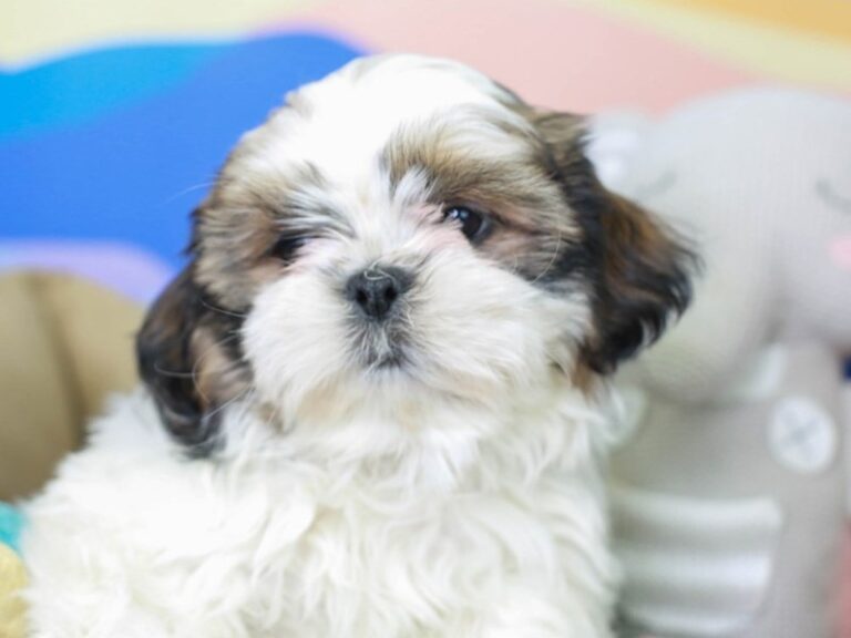 Shih Tzu