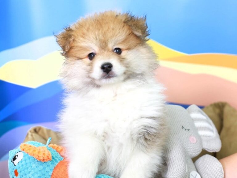 Pomeranian