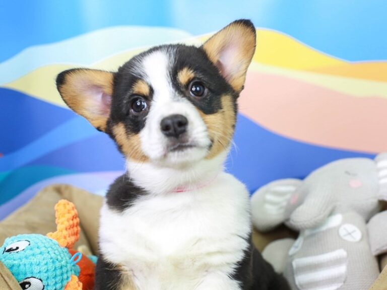 Pembroke Welsh Corgi
