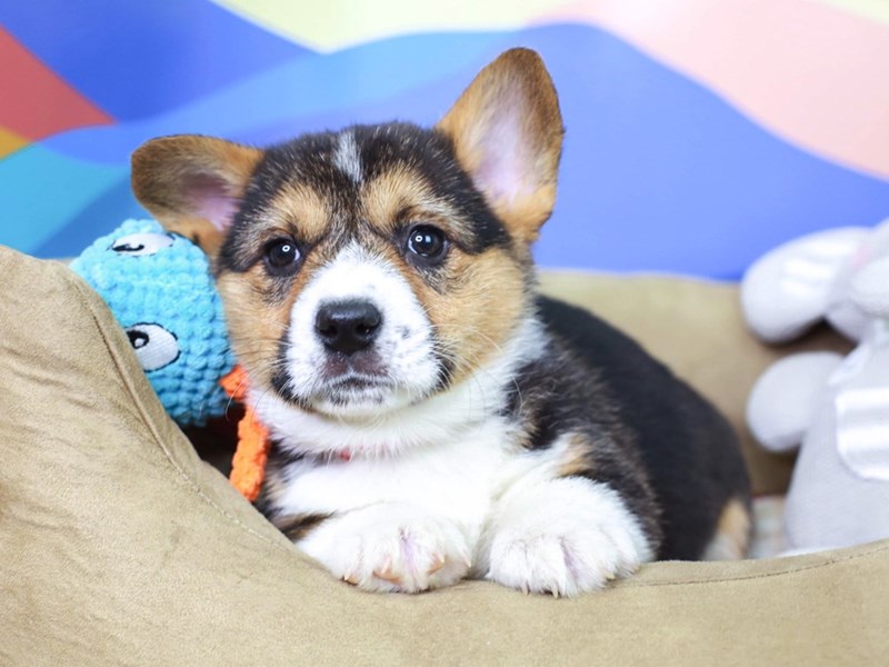 American Corgi DOG Female 2957198 Animal Kingdom Puppies N Love